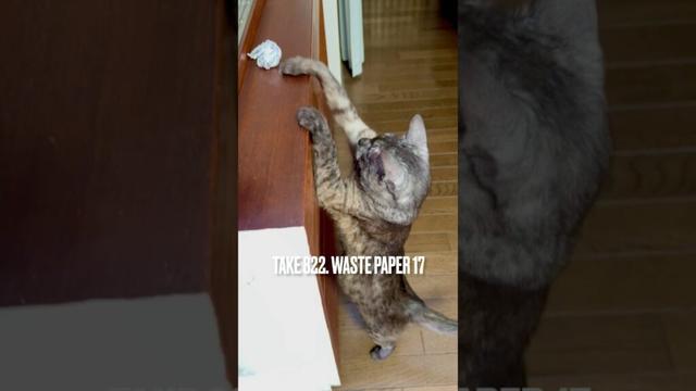 #背伸び #後ろ足立ち　#背伸び猫 #紙屑大好き #egyptianmaucat #エジプシャンマウ #エジプシャンマウの仲間たち #エジプシャンマウスモーク #遊ぶ猫 #shorts