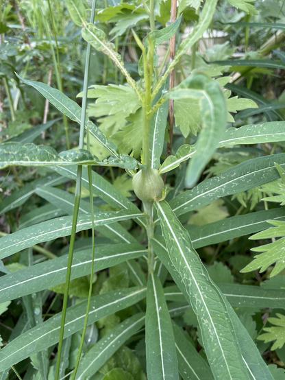 A young fireweed plant has a ball forming on its stem. The ball is currently a couple of centimetres in diameter. There are tiny green shoots emerging from the gall in the leaf axes.