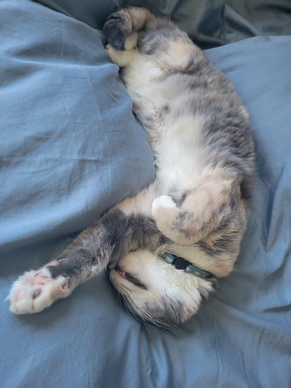I struggle to find words to describe how cute this cat is. She's laying stretched out on her back, between pillows on a blue bedsheets, her  white belly exposed, the rest of her fur is a motley mix of grey and brown, with white paws like socks, her back legs and tail are curled up, one front leg outstretched while her head is tucked under, very much asleep, I even said her favorite word, treats, out loud several times and she didn't stir.