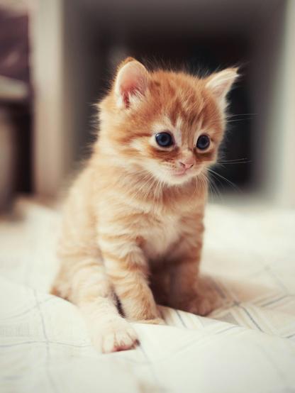 orange kitten on a bed
Photo by Mike Stimpson on Unsplash