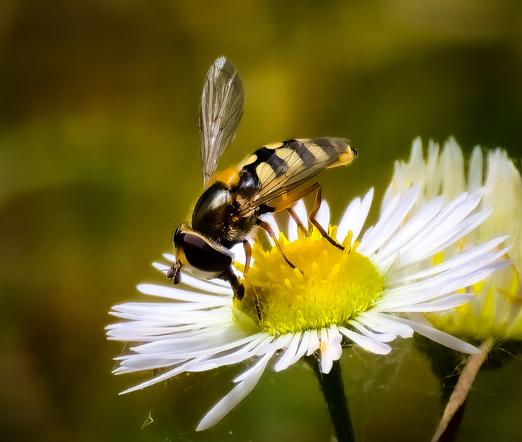 Eine Schwebfliege mit schwarz-gelbem Muster sitzt auf einer weißen Blüte mit gelber Mitte. Die filigranen Flügel der Fliege sind gut sichtbar, der Hintergrund ist weich und grünlich verschwommen, was das Insekt und die Blume in den Fokus rückt.