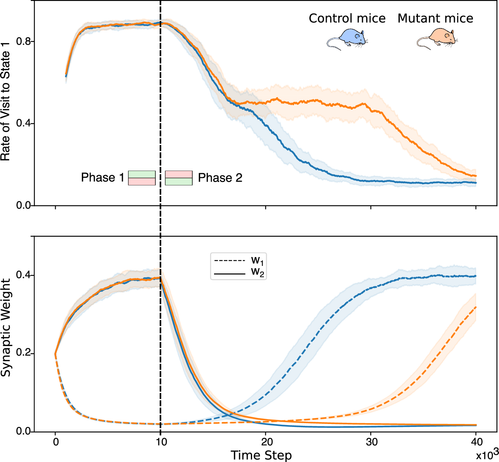 Fig. 4 from Squadrani et al. (2024)ꜛ: The model reproduces learning deficit in mutant mice. Top: State visit frequency over time. Bottom: Corresponding synaptic weight evolution for control and mutant simulations. Source: Communications Biology (Commun Biol)ꜛ (license: Creative Commons Attribution 4.0 International License)