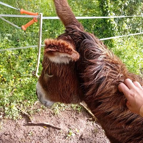 Une photo (datant du 24 avril) de ma main faisant une gratouille à Rosalie, une belle ânesse un peu timide de Rhône-Alpes.