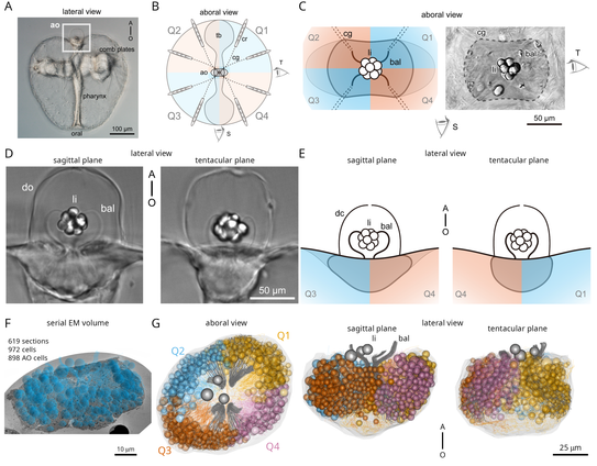 Volume rendering of the ctenophore aboral organ reconstructed by volume EM, showing the gravisensory balancers and the four quadrants.