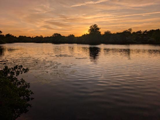 Ein breiter Fluss bei Sonnenuntergang, mit Seerosen am Ufer.