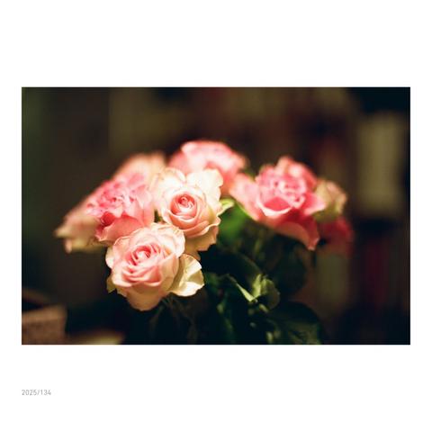 Rosen eingebettet in ein deftiges Death of Field der scharfen Nikon Linse.