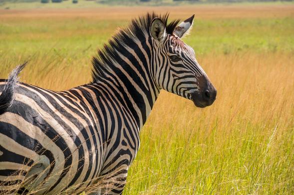 A zebra stands in a grassy field, showcasing its distinctive black and white stripes. The animal's head is slightly turned, and the background features tall grass under a clear sky.