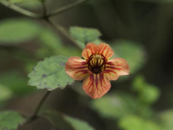 A photo of a deep throated orange flower with red veins. This is the NZ endemic forest shrub taurepo, Rhabdothamnus solandri.

Photo CC-BY Saryu Mae https://inaturalist.nz/observations/194693749