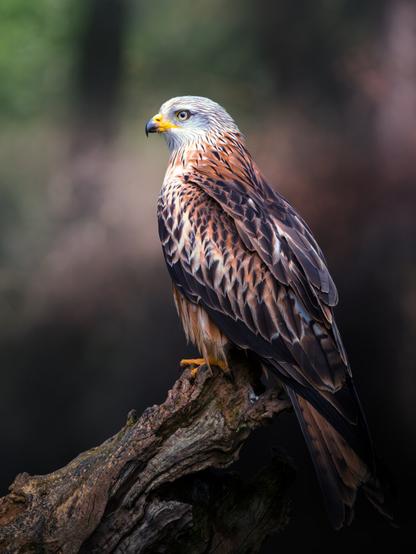 𝗣𝗶𝗰𝘁𝘂𝗿𝗲 𝗗𝗲𝘀𝗰𝗿𝗶𝗽𝘁𝗶𝗼𝗻 (𝗘𝗻𝗴): A Red Kite perched on an old, twisted tree trunk, partially turned back, its forked tail clearly visible, and it turns its head just enough for us to see its beautiful pale grey features crisscrossed with fine dark streaks.

𝗗𝗲𝘀𝗰𝗿𝗶𝗽𝗰𝗶𝗼́𝗻 (𝗘𝘀𝗽): Milano real posado en un viejo y retorcido tronco, parcialmente de espaldas se aprecia claramente su cola ahorquillada, y vuelve la cabeza lo suficiente para que podamos ver sus hermosas facciones de tono gris pálido surcado de finas estrías oscuras.