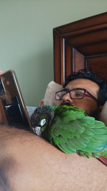 A green cheeked conure sleeping very cozily on a man who is reclining on the bed and watching things on his phone.