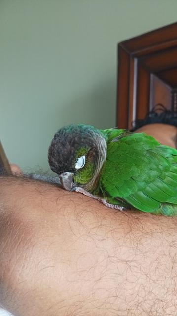 A green cheeked conure sleeping very cozily on the arm of a man near his elbow, his small grey beak is resting on the man's skin.