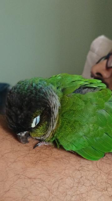 Close up of a green cheeked conure sleeping very cozily on a man who is reclining on the bed and watching things on his phone.