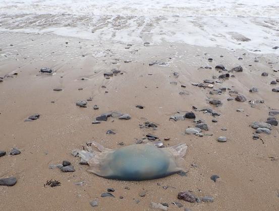 Barrel jellyfish on Oxwich Beach