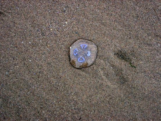 Moon Jellyfish on Rhossili Beach