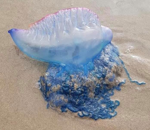 Portuguese Man o' War on Langland Beach