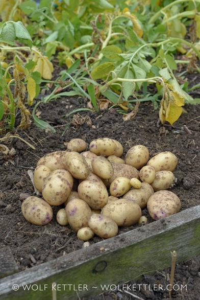 The photograph shows freshly harvested potatoes on the ground in a bed with wooden sides.