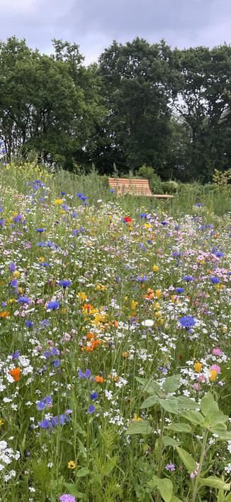 Blumenwiese im Vordergrund, eine Holzbank dahinter,. Im weiteren Hintergrund steht noch eine Baumreihe und einen mir Wolken behangener Himmel