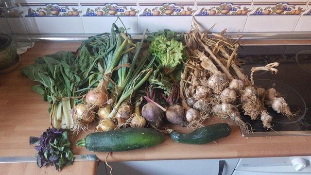 Contenido de la cesta de la semana sobre una encimera de cocina.
De derecha a izquierda, un buen manojo de ajos secos. Remolachas y lechugas. Cebolletas y acelgas.
En primera línea, dos calabacines y unas hojas de albahaca. Algo mustias por el calor y el transporte, que habrá que poner a remojo para que se recuperen.