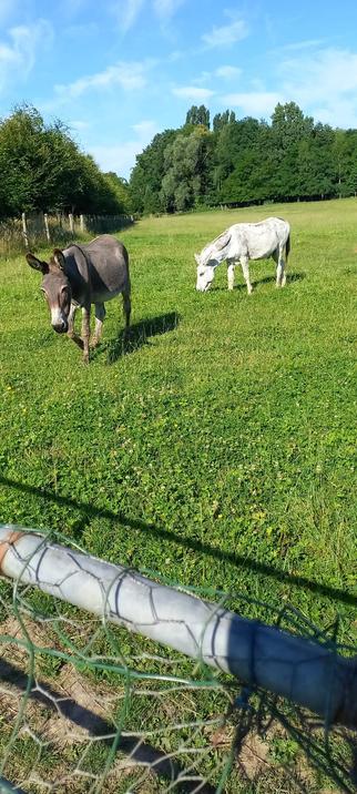 Surprise et  Cadeau qui s'avancent vers le grillage. Surprise est trop contente d'avoir de la visite !! Gourmand est tout au fond au fond à l'ombre à côté de la cabane.