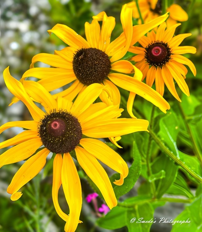 "A sun-soaked cluster of black-eyed Susans—Rudbeckia hirta—bursts forward in this photograph like golden flames caught mid-dance. Each blossom is crowned with a rich, velvety center the color of dark roasted coffee beans, perfectly round and slightly raised. From these shadowy centers radiate silky yellow petals, slender and sunlit, with a gentle droop that gives each flower an expressive tilt—like they’re bowing to summer’s warmth or whispering secrets to the wind. The field behind them is awash in soft focus—lush green leaves blur into painterly smudges, and other flowers echo quietly from the background. The depth of field isolates the blossoms at the front, allowing their vivid hues to shine like nature’s exclamation points. It’s a frame full of motion even in stillness, where color and light conspire to make you feel the texture of sunlight itself. A small signature in the bottom right— © Swede’s Photographs”—adds a note of pride and authorship, gently tying the whole composition together like the final stroke of a painter’s brush." - Copilot