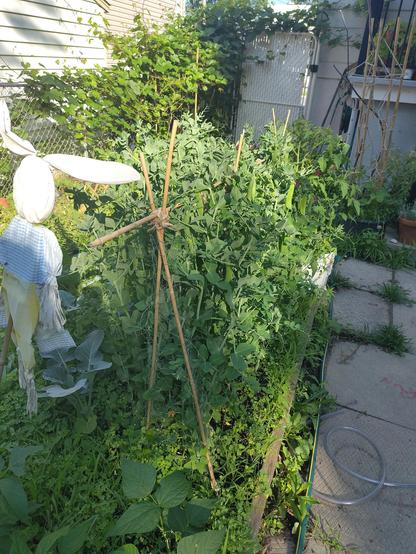 My small pea fence, photo taken at an angle to show depth of planting. The plot size for the peas is about 1m x 0.4m this has given us enough fresh mangetout for 2 adults and 1 child, and should yield a decent amount of dried peas soon.