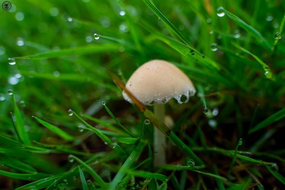 small tan coloured mushroom in dew soaked grass