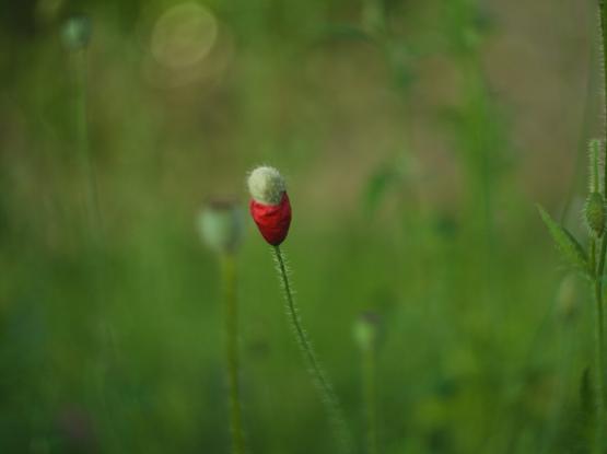 A singele poppy bud