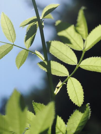 Close-up of light green leaves with serrated edges on a thin stem against a blurred dark background. Sunlight shines through the leaves, highlighting their delicate texture and shape.