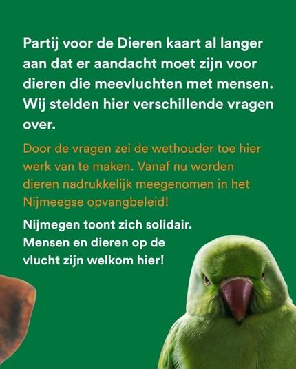 Groene achtergrond met tekst in witte en oranje letters. Links is een deel van een hondenoor zichtbaar, rechts een groene parkiet.
De tekst luidt:
"Partij voor de Dieren kaart al langer aan dat er aandacht moet zijn voor dieren die meevluchten met mensen. Wij stelden hier verschillende vragen over."
Daaronder, in oranje:
"Door de vragen zei de wethouder toe hier werk van te maken. Vanaf nu worden dieren nadrukkelijk meegenomen in het Nijmeegse opvangbeleid!"
Daaronder, weer in wit:
"Nijmegen toont zich solidair. Mensen en dieren op de vlucht zijn welkom hier!"