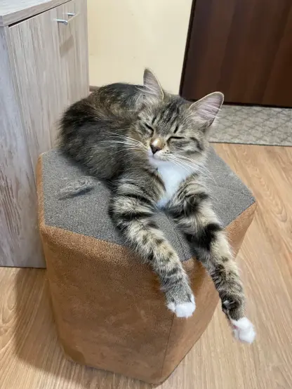 Nova is sitting on a seat, with her paws forward and hanging from the edge, kinda like a sphinx. Her eyes are closed. There's a big clump of floof next to her