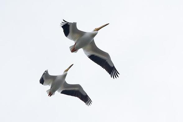 Two Birds flying against a gray sky and seen from below.