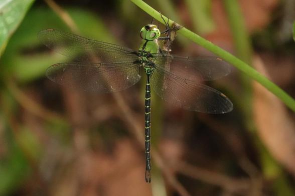 A large greenish dragonfly hanging vertically downwards from a plant. It has transparent wings and a dark abdomen with green spots and stripes. The abdomen is pinched where it meets the body and features a pair of elongated appendages at the tail.