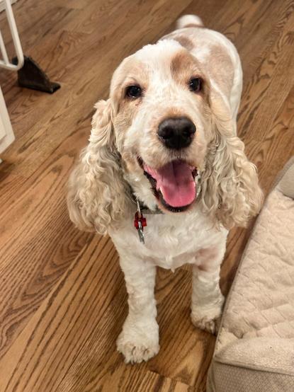 An orange roan English Cocker Spaniel, in the kitchen, looking up at the camera while smiling and wagging his tail.