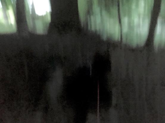 Mit viel Guten Willen erkennst Du die Umrisse von Lill. Zwischen den Baumstämmen im Hintergrund fällt fahles Abendlicht. 

Was ich sehe wenn ich Abends mit Lilli unterwegs bin - und auf Höhren und Spüren beschränkt werde.