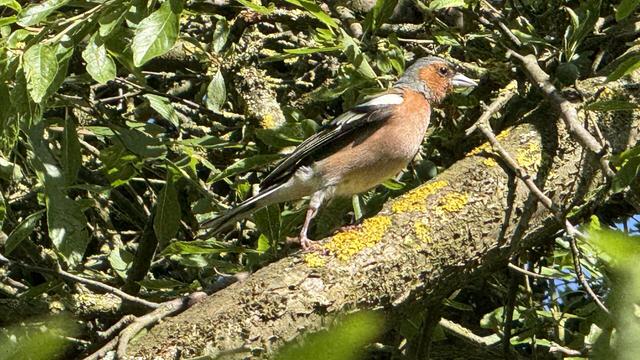 Vogel auf Ast im Nonnenbachtal