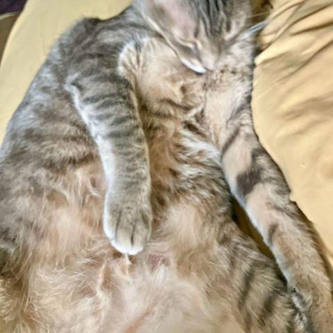 Closeup of a gray tabby cat's belly, head blurred as his head dips towards grooming, with prominent markings against a caramel fur ground, against pastel yellow sheets.