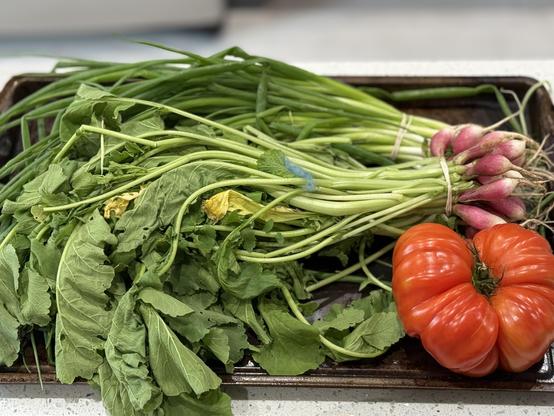 A sheet tray full of fresh local produce. There are radishes, scallions and tomatoes.
