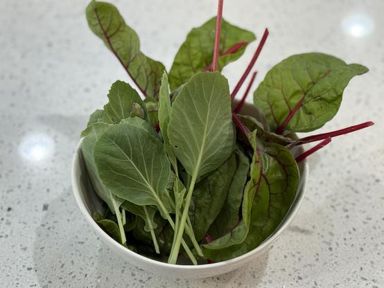 A bowl full of freshly trimmed collard greens and red Swiss chard leaves.
