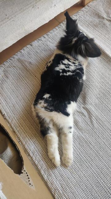 A black-and-white bunny is lying relaxed on its belly, the hind legs are comfortably stretched out

ein schwarz-weißes Kaninchen liegt entspannt auf dem Bauch, die Hinterpfoten sind lang ausgestreckt