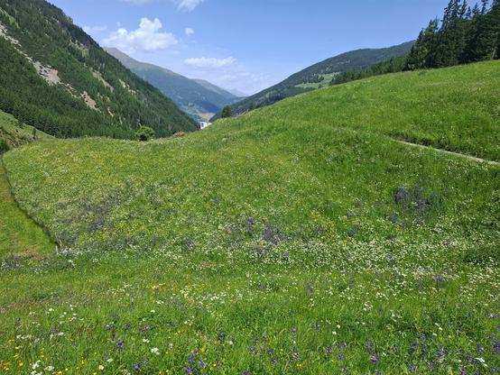 A vibrant alpine meadow stretches across a gently sloping hillside, covered in a rich tapestry of wildflowers in white, yellow, purple, and blue hues. The meadow is surrounded by forested mountain slopes, with dense spruce and pine trees rising on both sides. In the distance, a valley opens up between the mountains under a clear blue sky with scattered clouds. A small house is faintly visible near the horizon. The landscape conveys a serene, high-altitude summer setting, emphasizing biodiversity and natural beauty.
