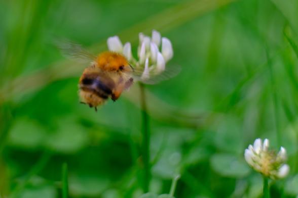 ein kleines, rundliches, braun-schwarzes Insekt fliegt auf eine kleine weiße Kleeblüte zu. Hintergrund unscharf grün. Das gesamte Bild ist weitgehend verschwommen.