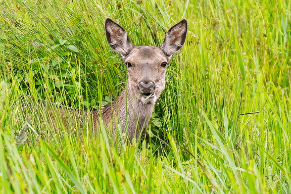 A red deer peeks through tall green meadow grass, facing the camera with a blade of grass in its mouth.
