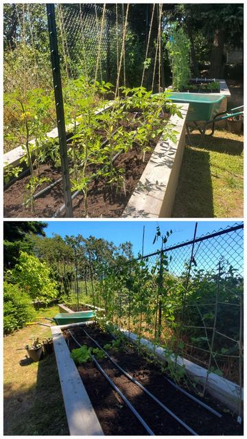 Two-panel image showing raised garden beds. The top panel shows a close-up of a bed with young tomato plants supported by stakes and twine hanging from a wire. A green wheelbarrow sits nearby. The bottom panel shows the full length of the beds, also containing lettuce and peas climbing a fence. Garden tools are visible on the grass.