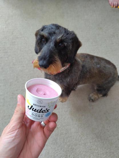 A human hand holding a small cardboard pot of pink dog ice cream, and an expectant-looking black and tan dog sitting and looking at it