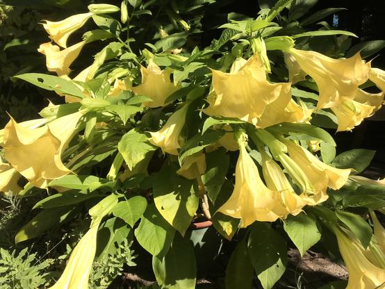 Gelbe Engelstrompete (Brugmansia Datura) mit vielen gelben Blüten.
Wegen ihres traumhaften Dufts in den Abendstunden
meine Lieblingsblumen.