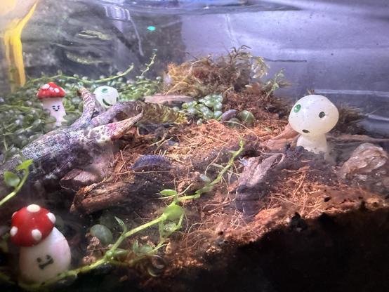 Inside view of a small terrarium habitat, newly placed bedding on the right half has trails of encroaching green from the left half. Four miniature statue figures are seen smiling in a triangle around a lonely, large isopod investigating the new dirt.