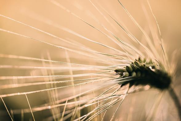 Close-up shot of a barley head with delicate, golden awns fanning outward in soft light, creating a radiant, almost abstract pattern against a warm, blurred background.