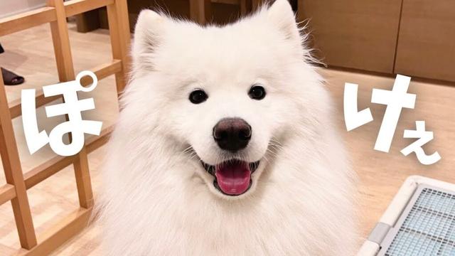 サモエドがラウンジでくつろぎ過ぎた日