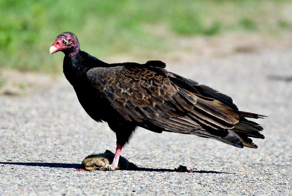 A large turkey vulture is sitting on tarmac,  with a dead, semi-dismembered goper between its claws. Its chest and breast are midnight black, its wings a dark, rusty brown. The head is bare and red, with touches of black.  While the base of the beak is the same red, the tip is pale yellow. It has its eye on the camera.