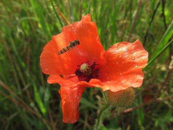 Eine Schwebfliege über einer Mohnblume